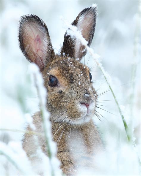 sinful snow bunny